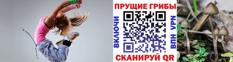 продажа наркотиков  Лесосибирск  сайты даркнета какой сайт  Галлюциногенные грибы Psilocybine cubensis 